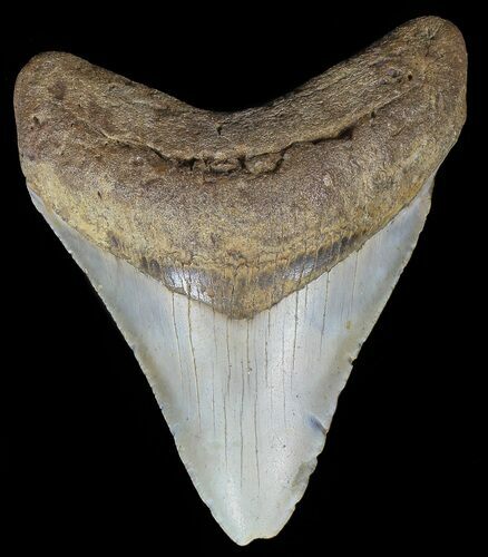 Megalodon Tooth - North Carolina #67124